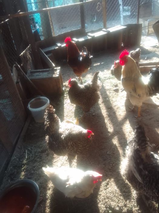 Продам двух петушков