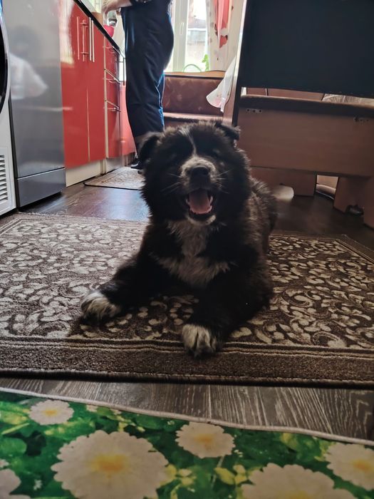 Щенок алабая и хаски