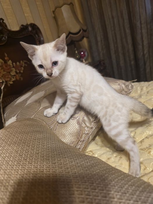 Бенгалски котета