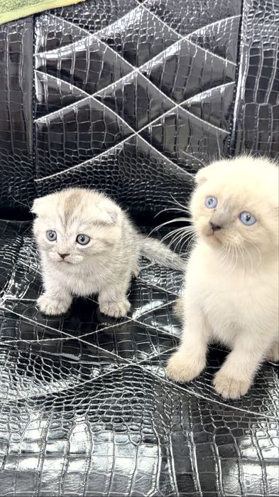 срончо продаются котята пародистые