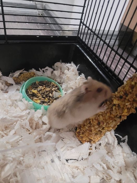 Vând hamster cu tot cu cușcă și accesorii