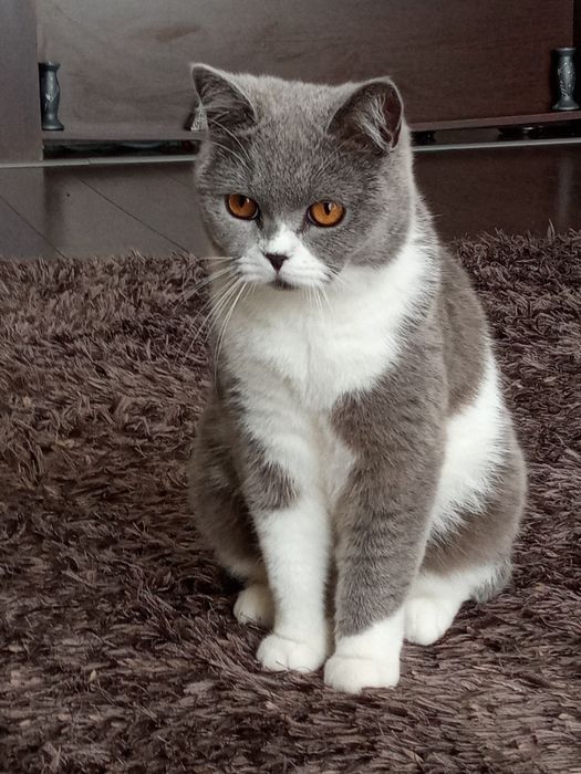 Vand motanel British Shorthair Gri / Alb