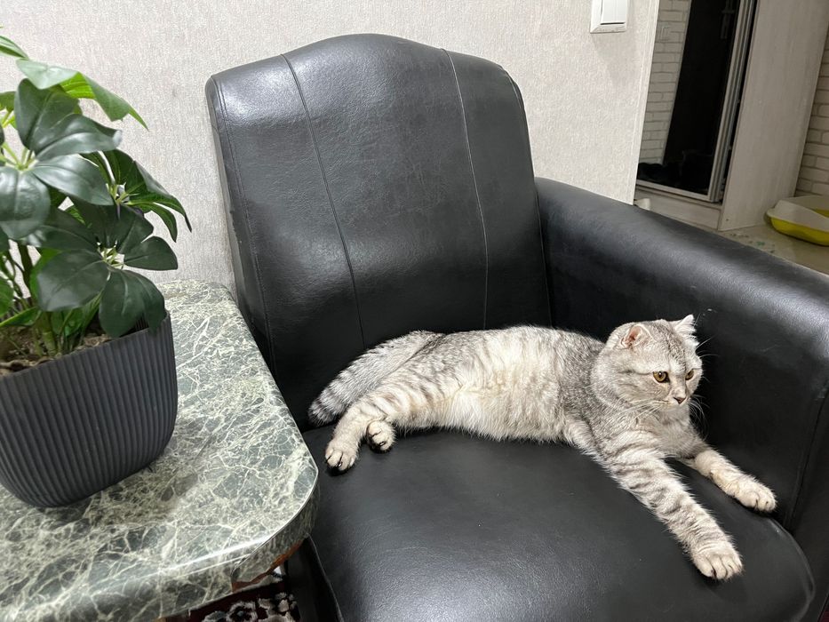 Умная, милая кошка