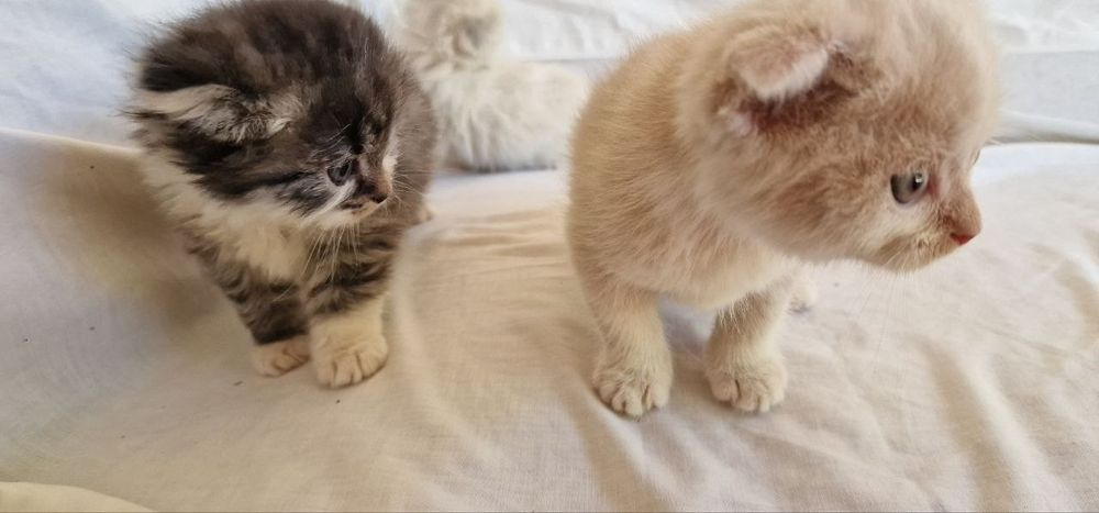 Скотиш фолд шиншилла
