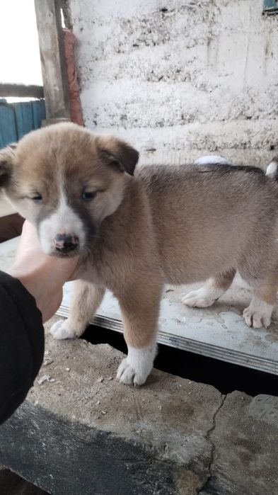 Отдам щенят в добрые руки