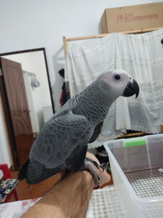 Птица. Жако. Ручной