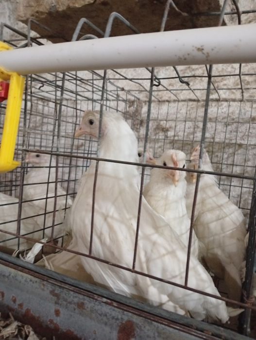 2-2.5 ойлик Ломан Сенди жужалари сотилади оптом ва донага