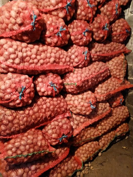 Cartofi de samanta Belarosa