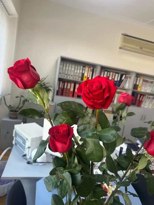 Розы красивые свежие