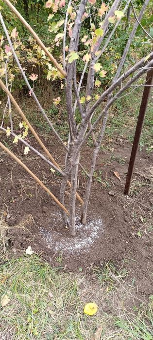 Продам саженцы черной смородины