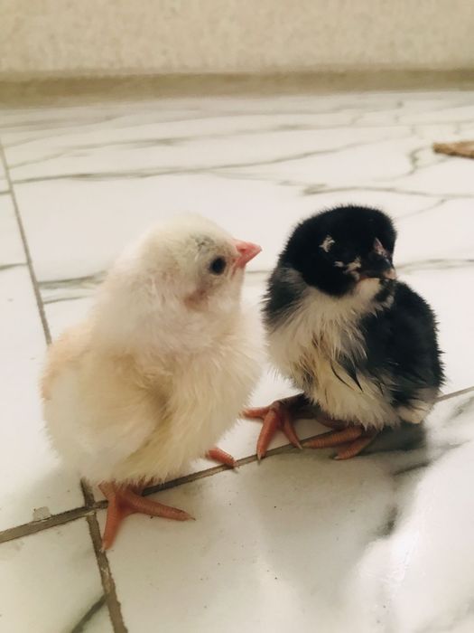 Балапан инкубатор