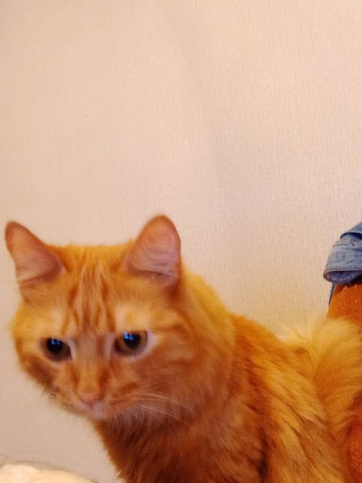 Отдам кота в хорошие руки