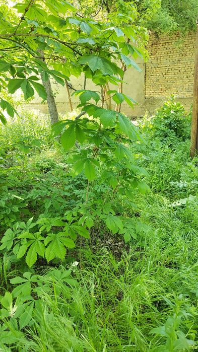 Каштан конский саженцы