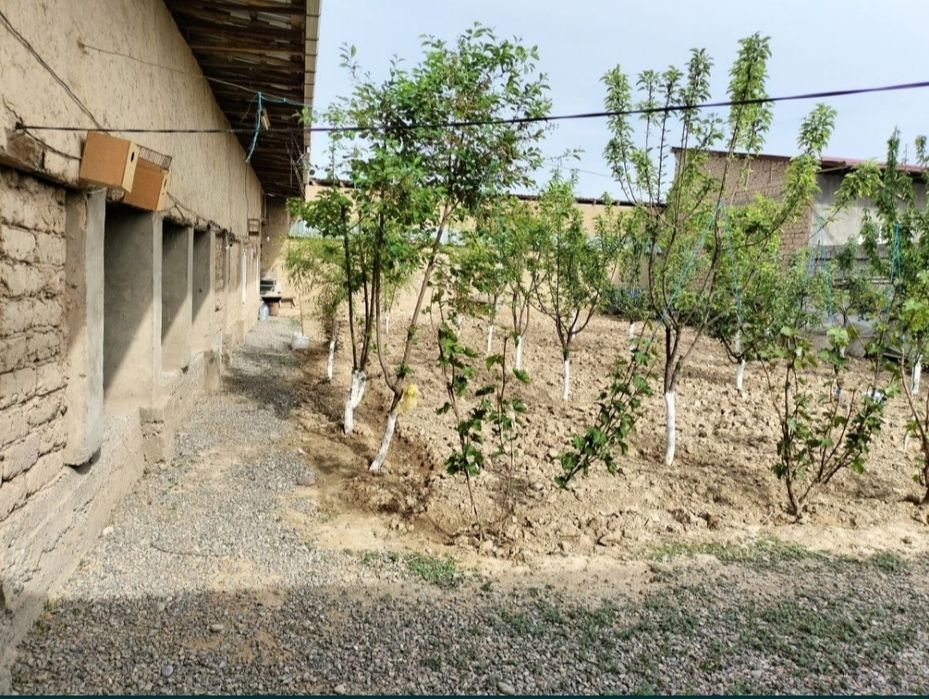 Uchastka sotiladi srochniy