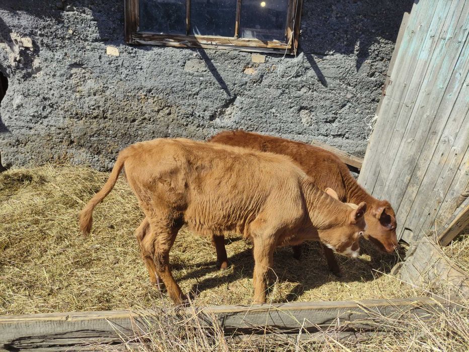 Продам телят(тёлочки)