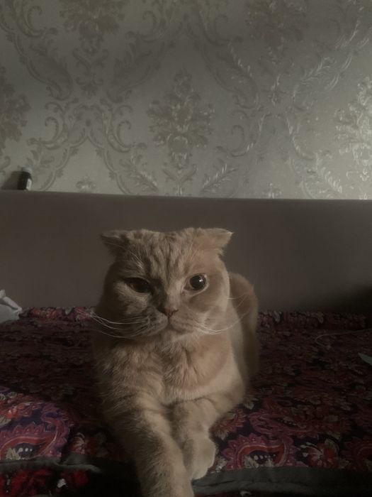 Scottish fold   .