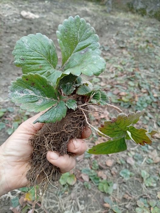 Stoloni căpșuni soi gigant