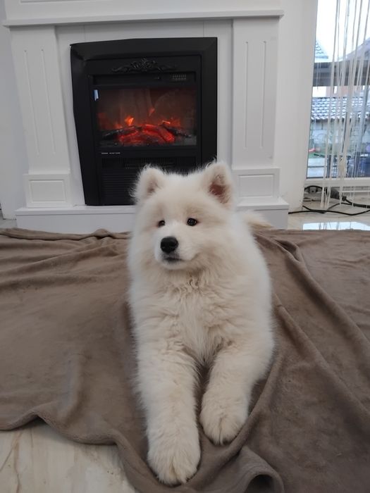 Samoyed fetita din parinti cu pedegree