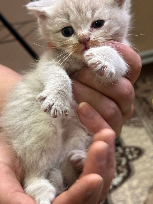 Skotish fold va straight mushikchalari