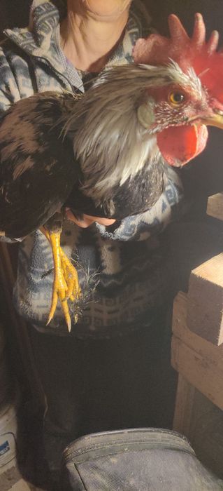Vând Cocoși Argintii Italiene, Leghorn Italiene