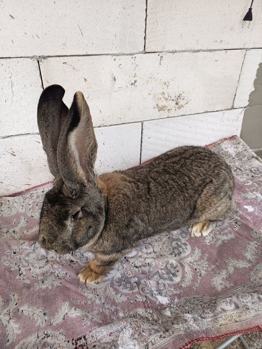 Vând sau schimb mascul de urias german