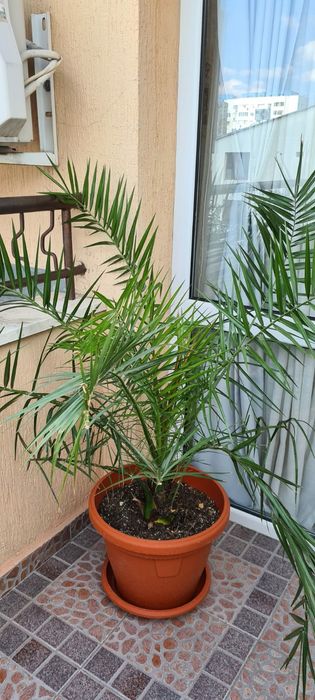 палма., многогодишна, Бенджамин