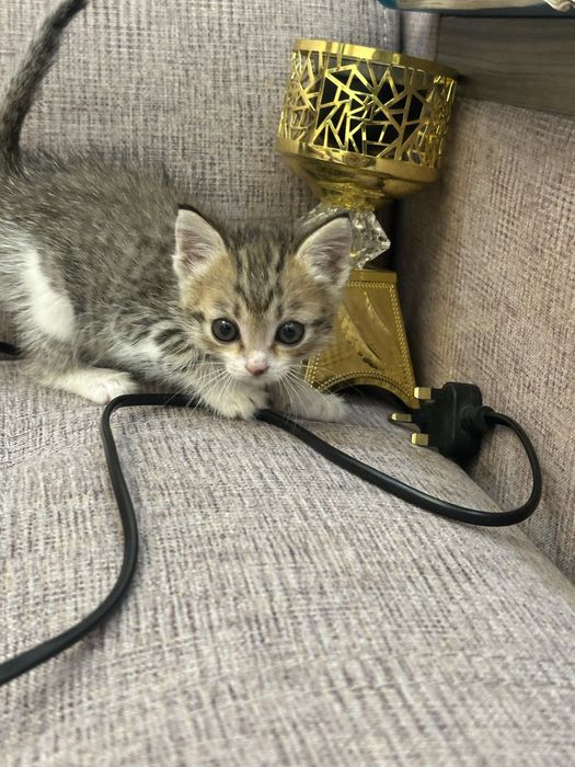 Котята в хорошие руки!