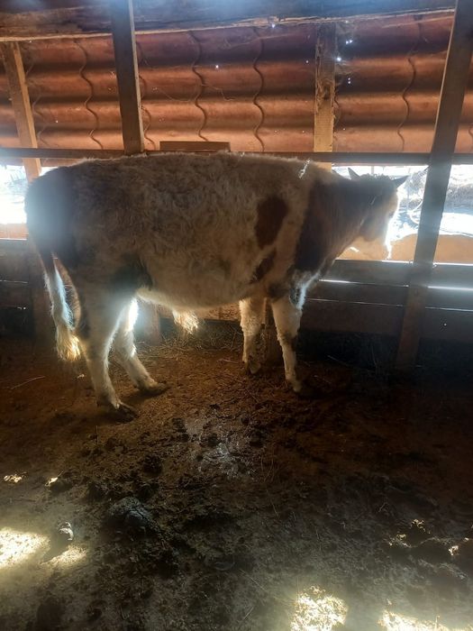 Продам двух быков за  миллион сто  большие есть торг