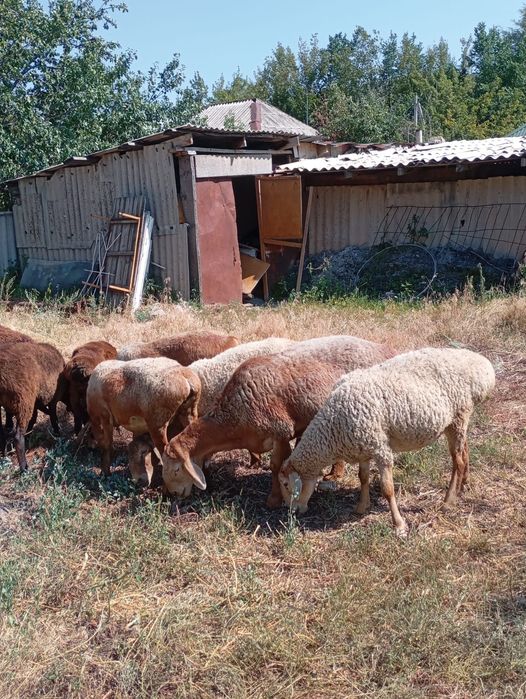 Койлар келісім бар