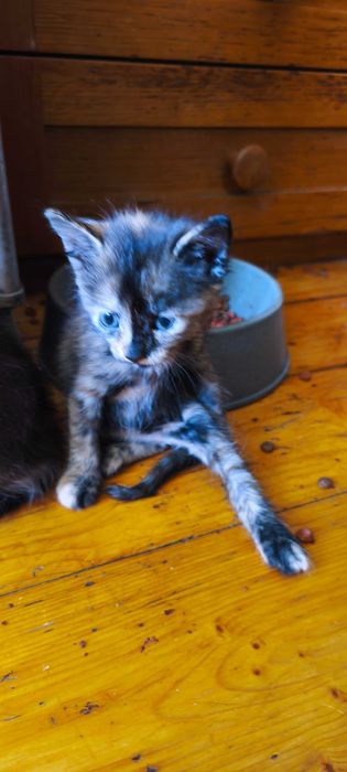 Подаряваме малки котета