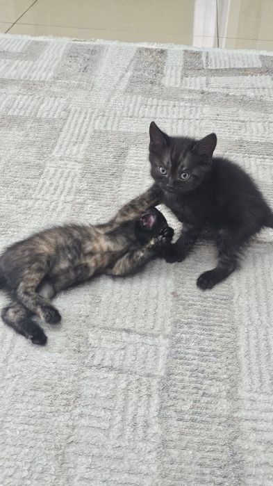 Отдам котят в добрые руки