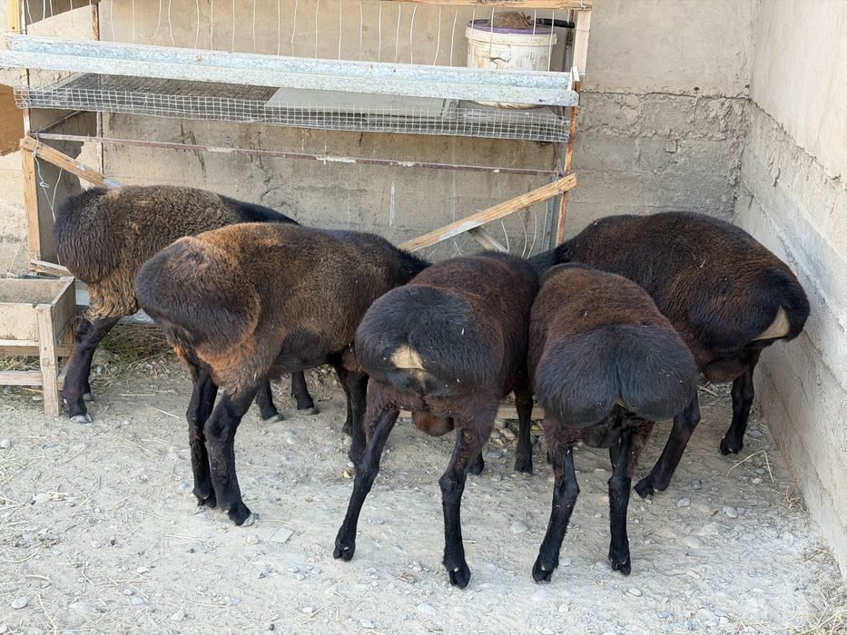 Кошкарлар сатылады
