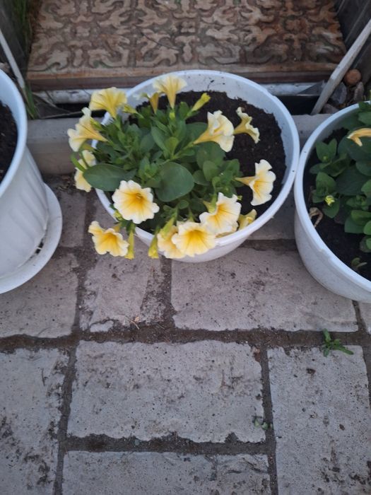 Продаю цветы в горшках