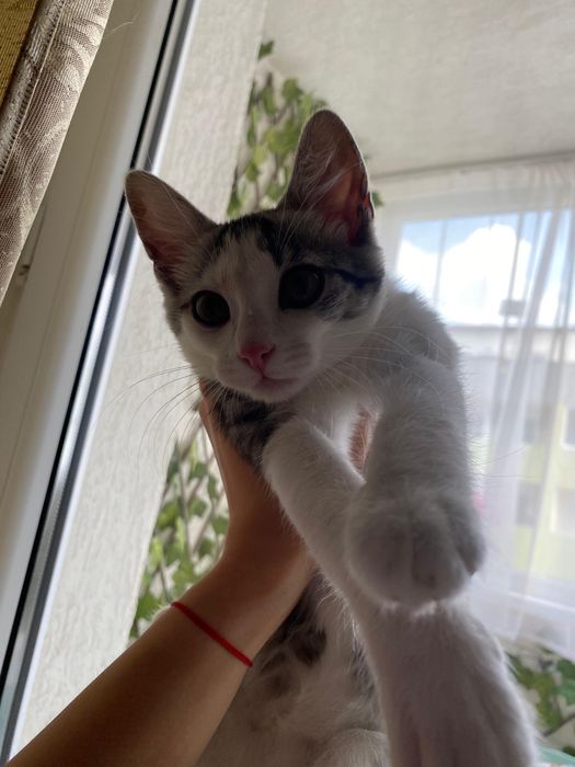 Dau spre adoptie puiuț pisica 3 luni KITTY
