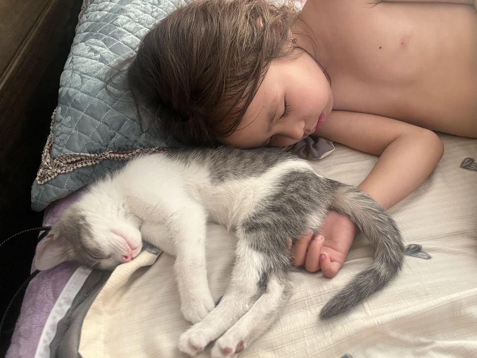 Кошки отдам бесплатно
