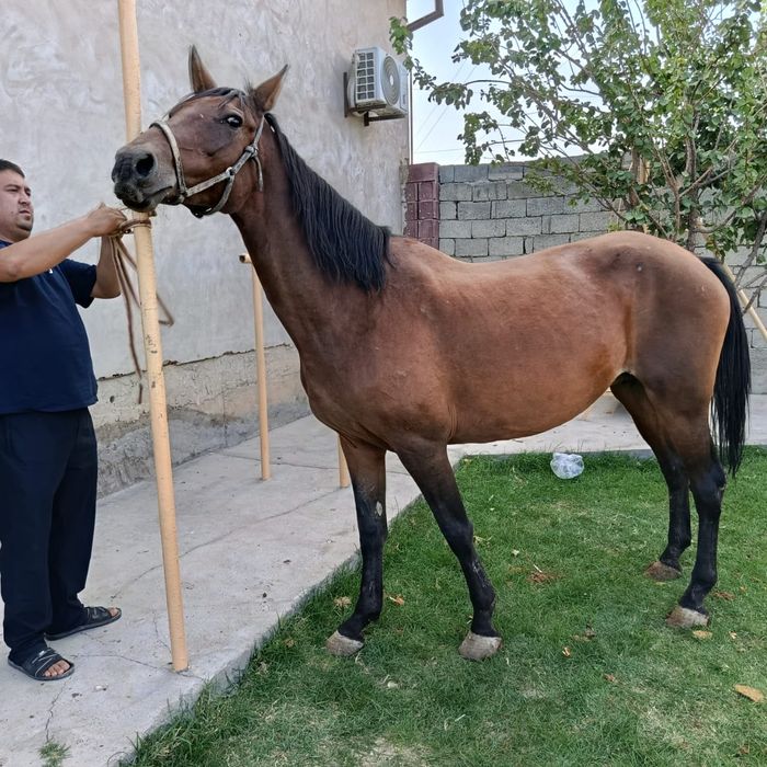 Жабагы 11 ай таза канды