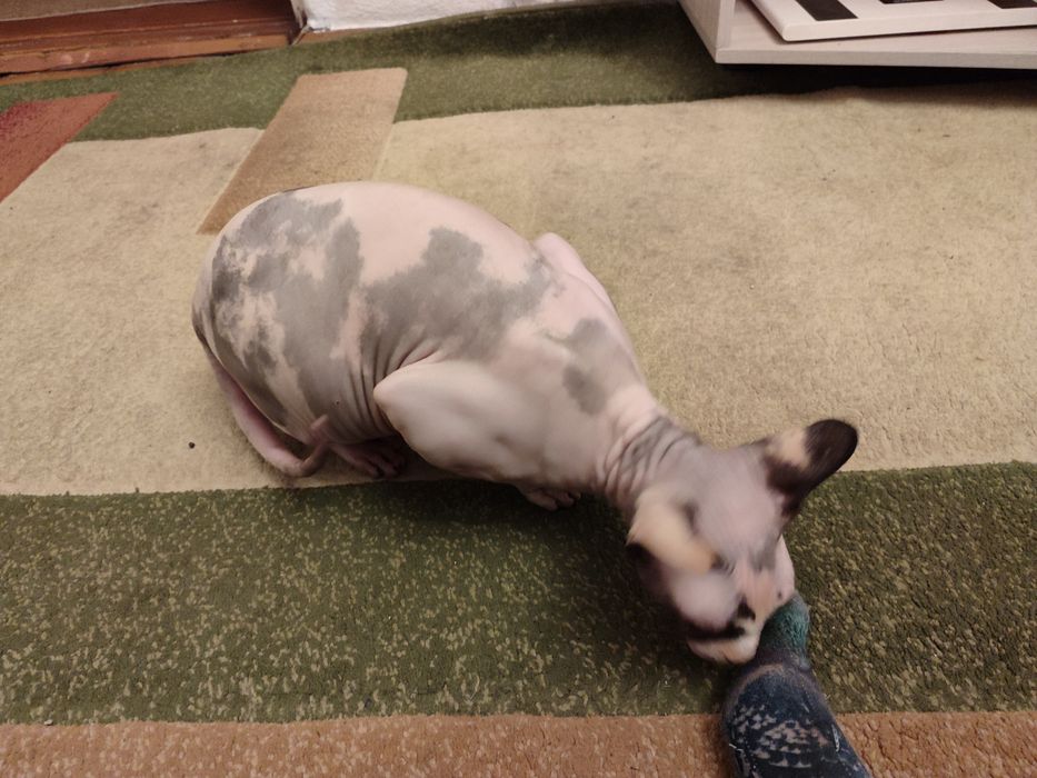 Сфинкс канадский, девочка 1г2м, стерелизована