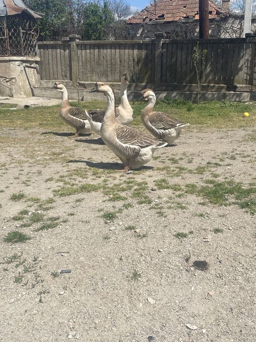 Oua de gaste Africane