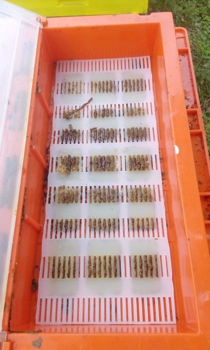 Пчелни кошери ДБ-10ка за подвижно пчеларство и добив на клей и прашец.