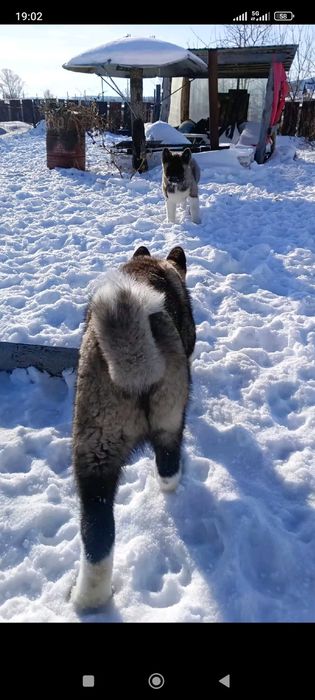 Щенки Американская Акита