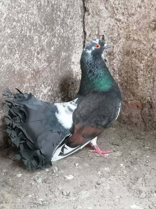Porumbeii voltați si voiajori