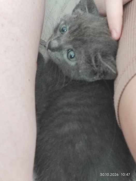 Котарак котенце отдавам