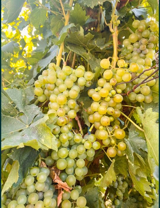 Vând struguri pentru vin