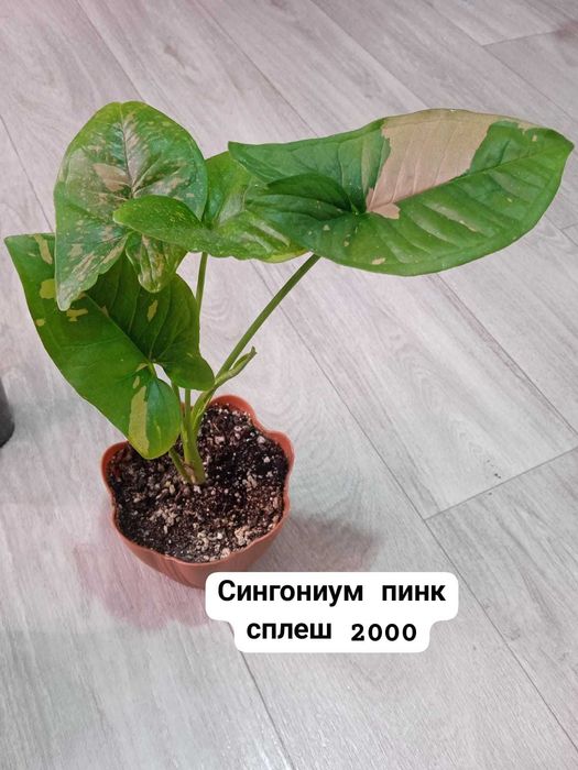 Продам комнатные растения