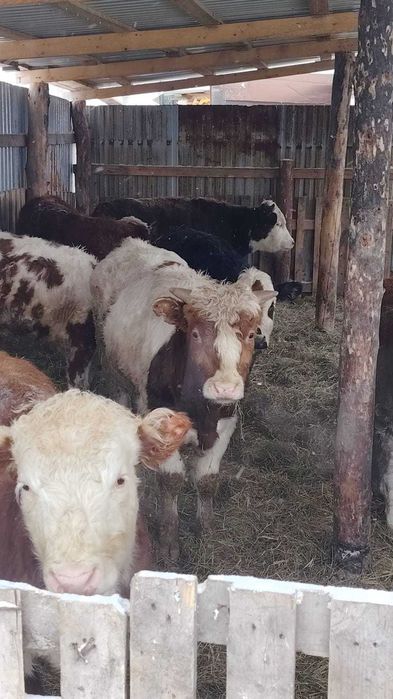 Продам тилята и теолочки