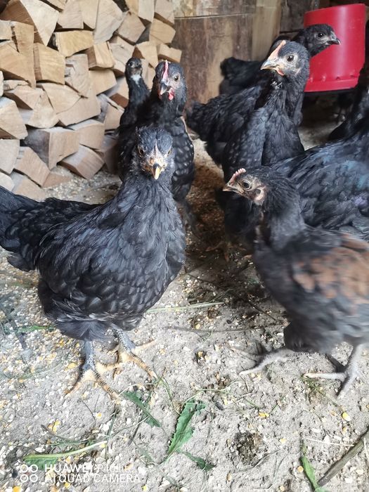 Pui de ţară crescuţi cu cereale