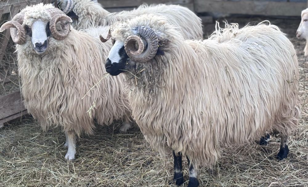 Oi si Berbeci de vanzare!