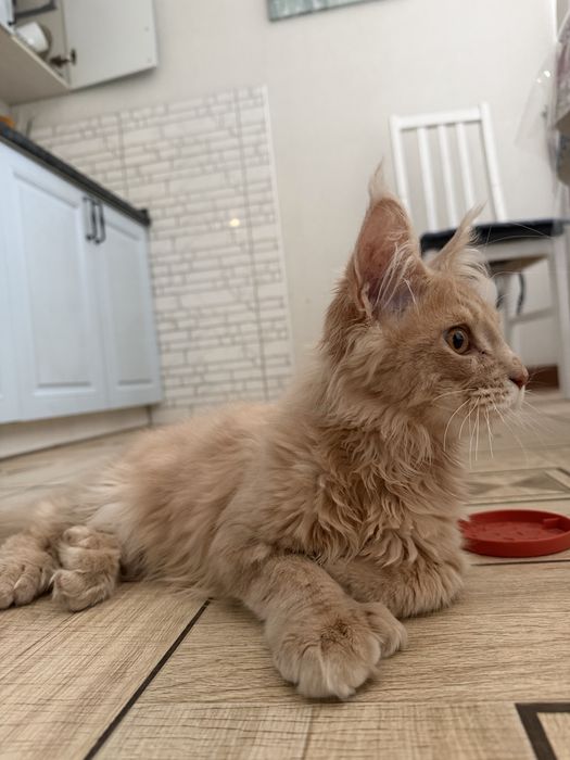 Котенок мейн-кун