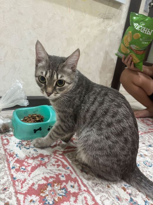 Отдам кошкц в добрые руки ,срочно