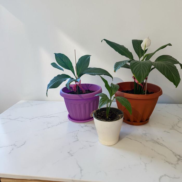 Продам домашние цветы